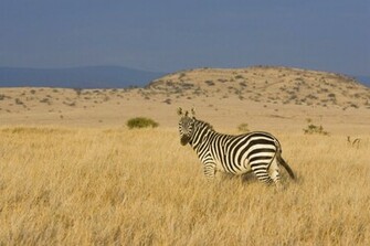 Desktop Wallpaper Zebras HD Zebra