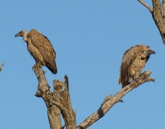 Vultures Wallpaper