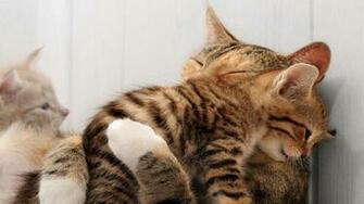 Hugging Cats HD Wallpaper 1080p