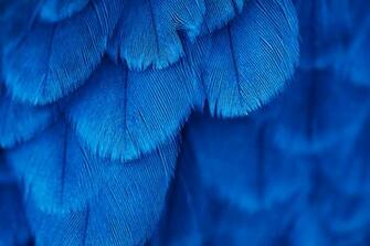 Desktop Wallpaper Blue Feathers Closeup