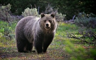 Brown Bear Wallpaper And Image Pictures Photos