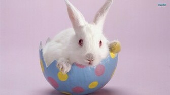 Easter Bunny Wallpaper Funny And Cute Pictures Image