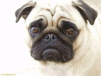 3d Small Dogs Wallpaper High Resolution Pug HD