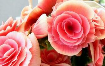 Flower Wallpaper Large Macro Photography