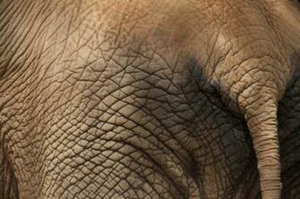 Image Elephant Skin Pc Android iPhone And iPad Wallpaper