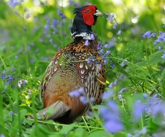 Pheasant Birds Wallpaper