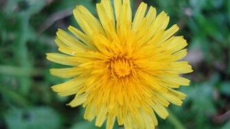 Dandelion Desktop Wallpaper Scenic Enchantment
