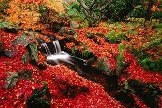 Red Leaves Desktop Pc And Mac Wallpaper