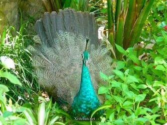 Showing Gallery For White Blue Peacock Wallpaper