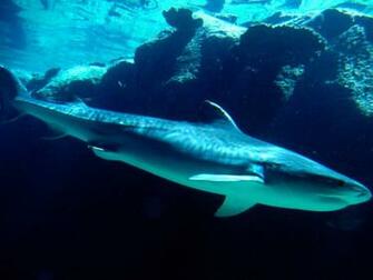 Tiger Shark Pictures And HD Wallpaper