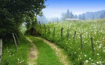 Wildflower Meadow Along Dirt Road