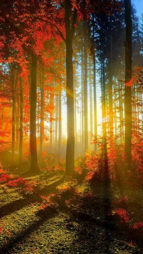 iPhone Wallpaper HD Autumn Forest Background