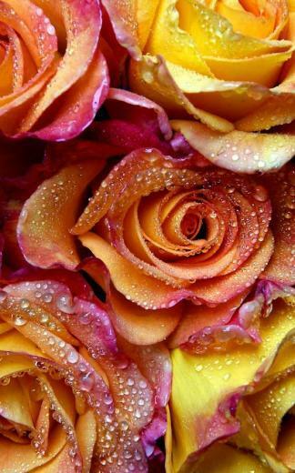 Rose Live Wallpaper Android Apps On Google Play