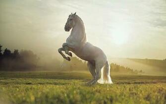 White Horse Wallpaper