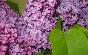 Syringa Fragrant Purple Lilac HD Wallpaper High Definition