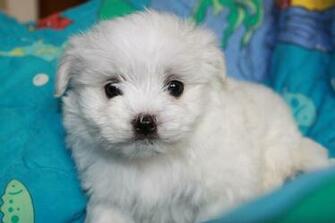 Nice Maltese Dog Photo Wallpaper For Pc Desktop