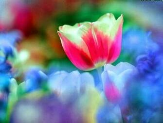 Colorful Flowers Leaves Rainbow Background Season Wallpaper