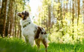 Australian Shepherd Dog HD Wallpaper Desktop Background