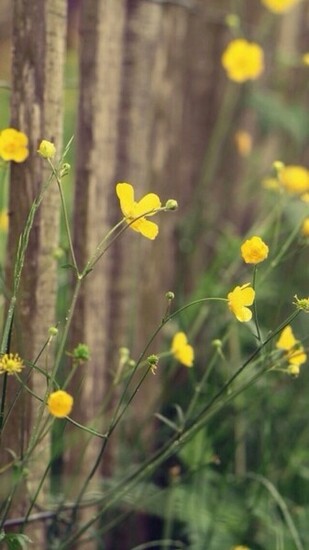 Spring Yellow Flowers Wallpaper iPhone