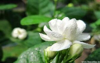 Jasmine Wallpaper Beautiful Jasmines HD For