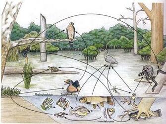 Wetland Food Web Worksheet Answers