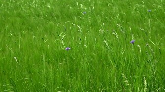 Wildflower In Spring Wallpaper