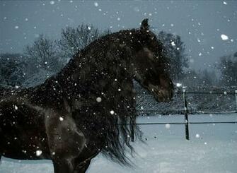 Horse In Snow Storm Wallpaper