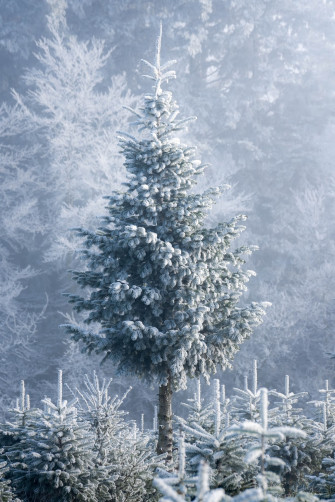 Christmas Tree Pictures Hq Image