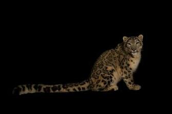 Snow Leopard National Geographic