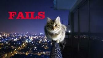 Epic Funny Cat Fails Cool Wallpaper