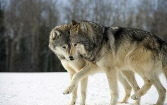 Wallpaper Two Wolves Game Funny Nyashno Animals