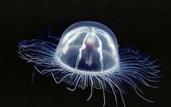 Transparent Jellyfish Xl Forgot To Get Rid Of Hq Wide