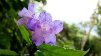 Mountain Wildflowers Wallpaper The