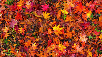 Fall Nature Leaf 4k Ultra HD Wallpaper