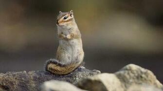 Beautiful Squirrel Wallpaper HD Background