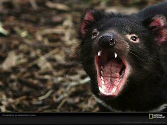 Tasmanian Devil Wallpaper Animals Library