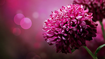 HD Wallpaper Flower