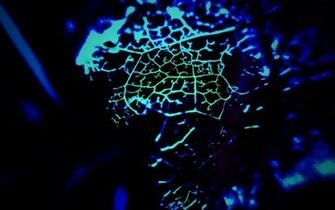 Abstract Black And Blue Wallpaper HD S