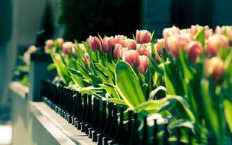 Springtime Desktop Wallpaper