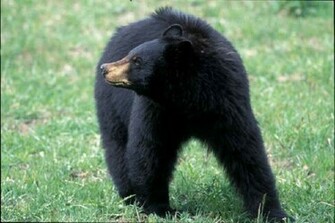 Black Bear HD Wallpaper HDblackwallpaper
