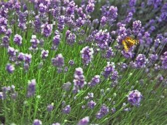 Lavender Butterfly Wallpaper Copyright Robin Wood