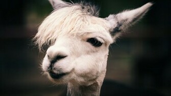 Animals Llama Wallpaper