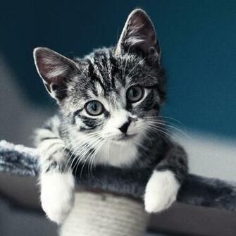Cat iPad Air Wallpaper iPhone
