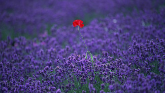 Lavender HD Wallpaper