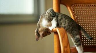 Funny Cat Playing HD Wallpaper Stylish