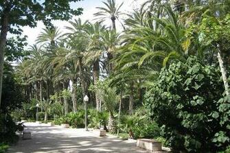 Palmeral Of Elche Desktop Wallpaper