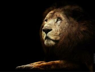 Black Lion Wallpaper