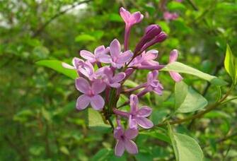 Labels Flowers Pictures Wallpaper Lilac
