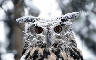 Snowy Owl Wallpaper