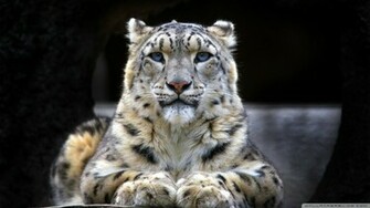 Snow Leopard Sitting On A Rock Wallpaper